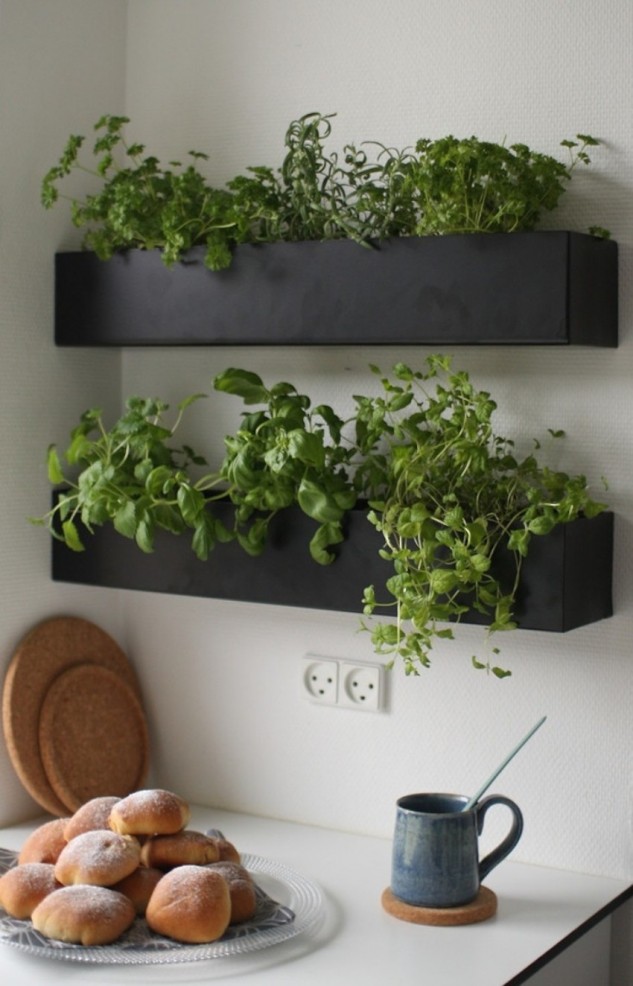 fresh herb for home and kitchen decor